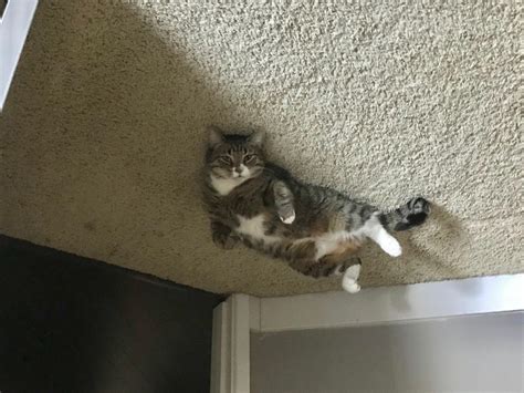 Cat On The Ceiling 